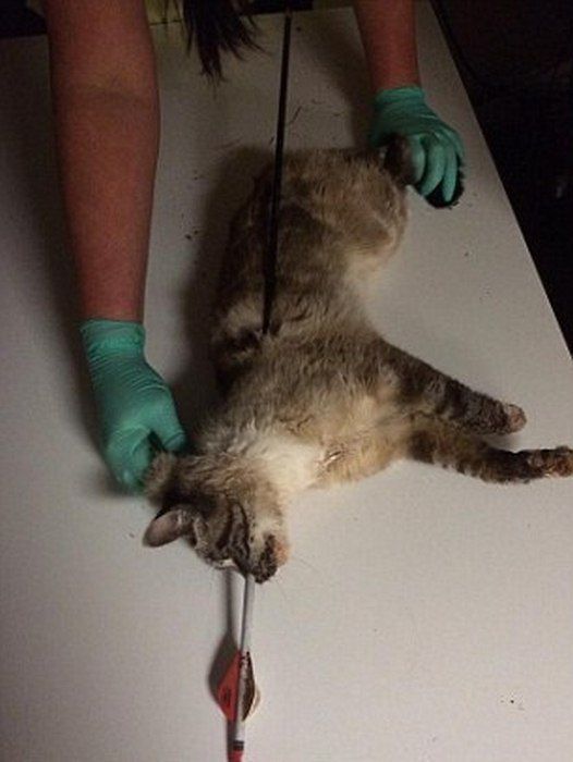 кот Колчан, кота пробило насквозь стрелой, в кота выстрелили из лука, стрела в коте