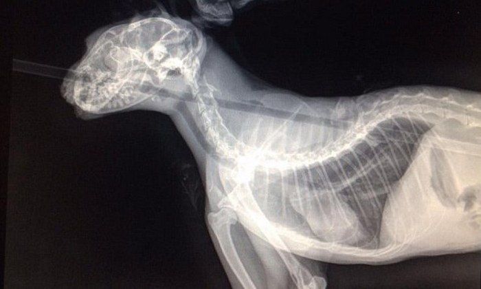 кот Колчан, кота пробило насквозь стрелой, в кота выстрелили из лука, стрела в коте