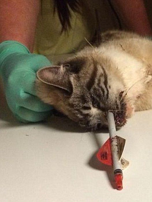 кот Колчан, кота пробило насквозь стрелой, в кота выстрелили из лука, стрела в коте