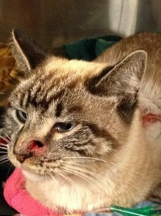 кот Колчан, кота пробило насквозь стрелой, в кота выстрелили из лука, стрела в коте