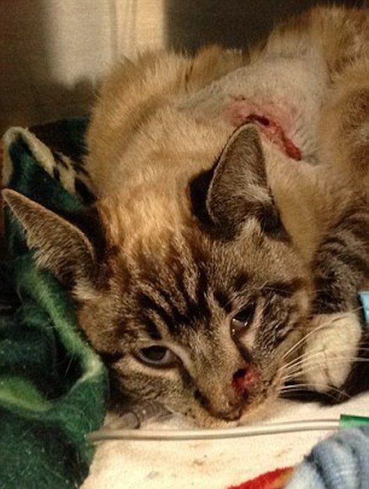 кот Колчан, кота пробило насквозь стрелой, в кота выстрелили из лука, стрела в коте