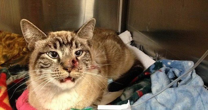 кот Колчан, кота пробило насквозь стрелой, в кота выстрелили из лука, стрела в коте