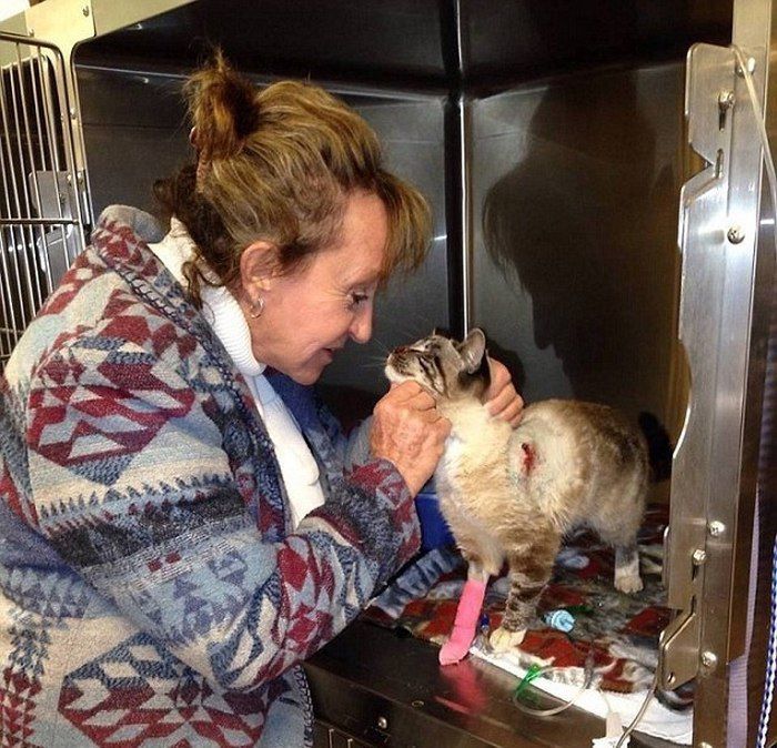 кот Колчан, кота пробило насквозь стрелой, в кота выстрелили из лука, стрела в коте