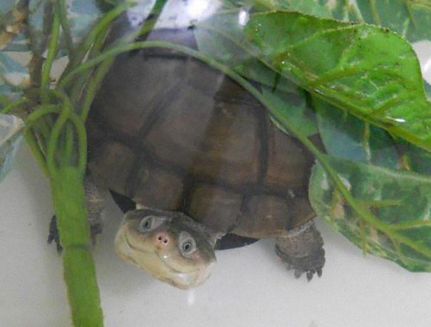 милые рептилии, милые ящерицы, милые черепахи, милые змеи, милые гекконы