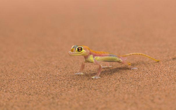 милые рептилии, милые ящерицы, милые черепахи, милые змеи, милые гекконы