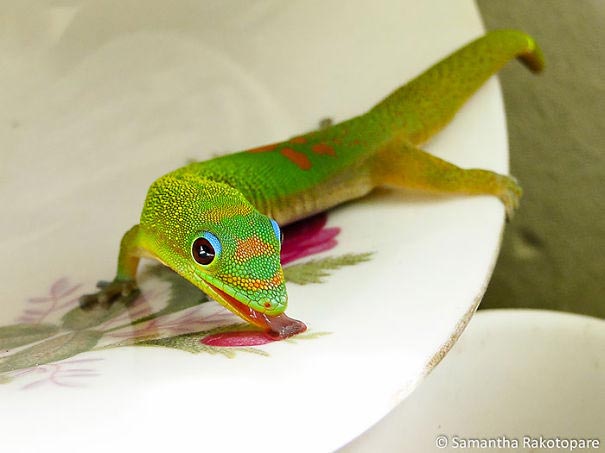 милые рептилии, милые ящерицы, милые черепахи, милые змеи, милые гекконы