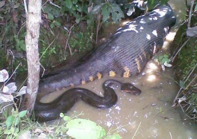 Такое можно увидеть только в Африке Тем временем в, Между тем в Африке, meanwhile in africa, африка