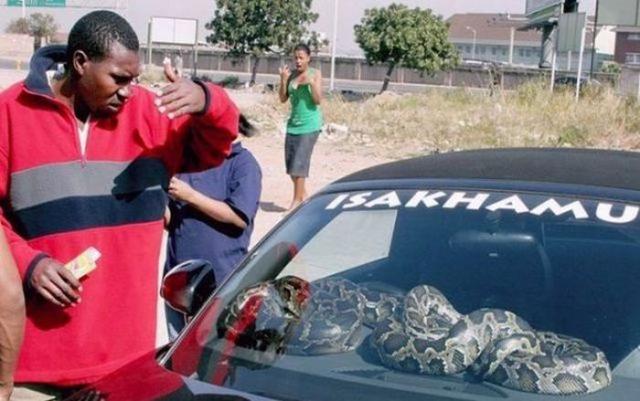 Такое можно увидеть только в Африке Тем временем в, Между тем в Африке, meanwhile in africa, африка