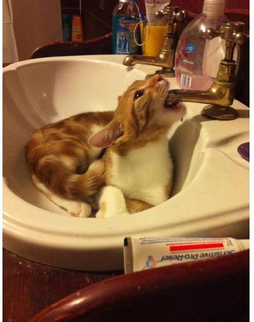 Позитив, юмор, смешные фотографии,прикол