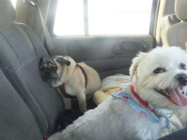 Позитив, юмор, смешные фотографии,прикол