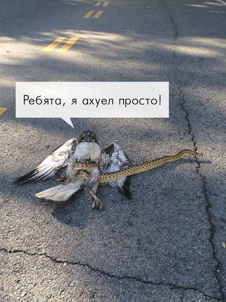 Позитив, юмор, смешные фотографии,прикол