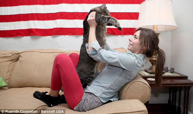 10 килограммовый Котозавр наконец-то обрёл любящую семью котозавр рекс, 10 кг кот, метровый кот, приютили