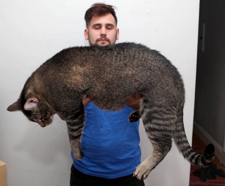 10 килограммовый Котозавр наконец-то обрёл любящую семью котозавр рекс, 10 кг кот, метровый кот, приютили