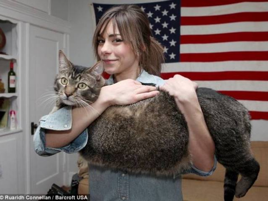 10 килограммовый Котозавр наконец-то обрёл любящую семью котозавр рекс, 10 кг кот, метровый кот, приютили