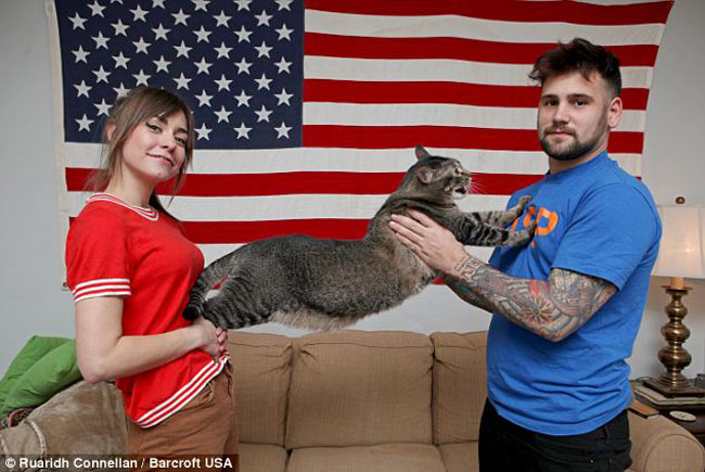 10 килограммовый Котозавр наконец-то обрёл любящую семью котозавр рекс, 10 кг кот, метровый кот, приютили