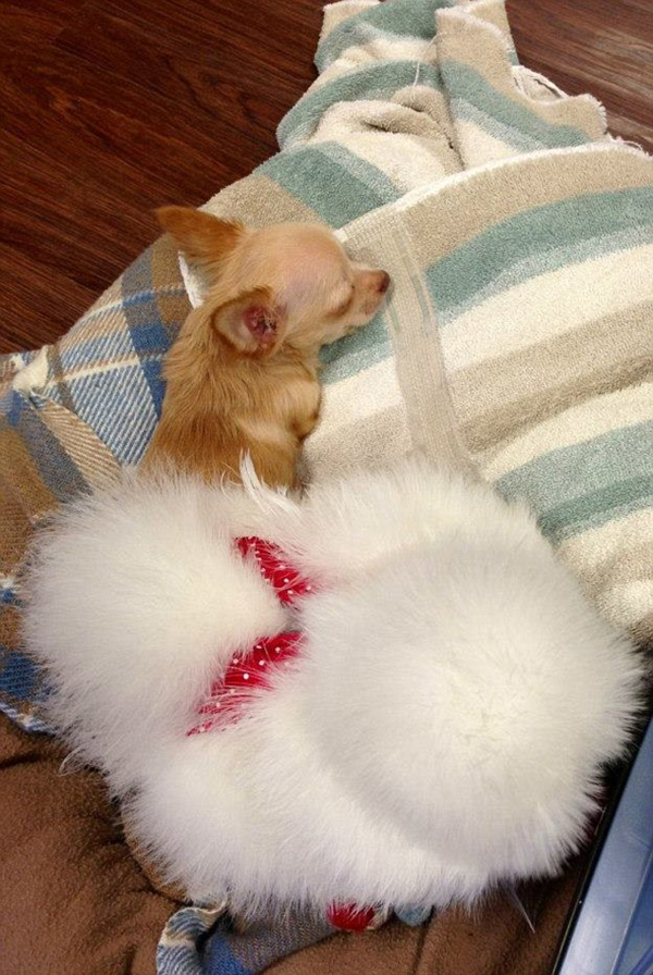 Трогательная история двух необычных друзей спасенных от смерти Цыпленок, Пенни,собака, пес, Ру, спасенные от смерти, животные