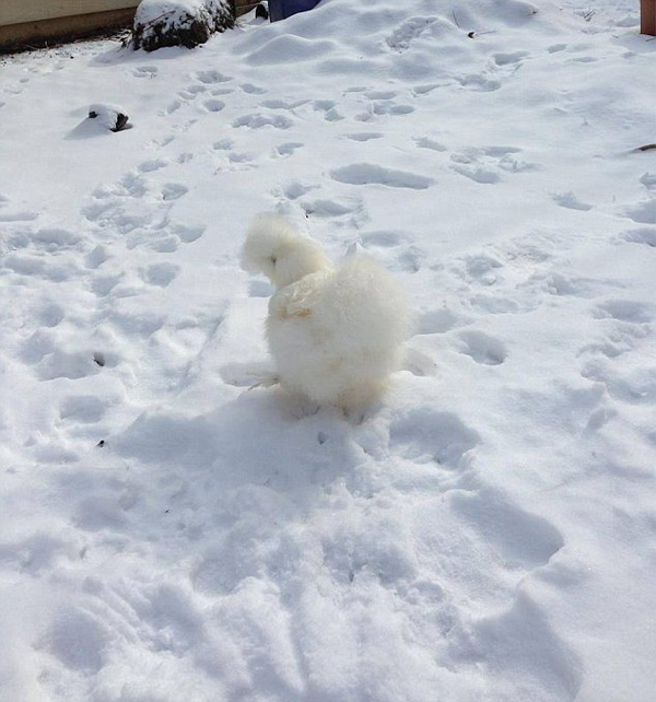 Трогательная история двух необычных друзей спасенных от смерти Цыпленок, Пенни,собака, пес, Ру, спасенные от смерти, животные