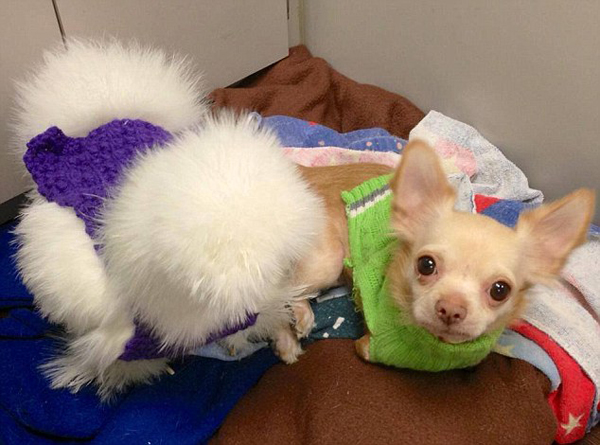 Трогательная история двух необычных друзей спасенных от смерти Цыпленок, Пенни,собака, пес, Ру, спасенные от смерти, животные