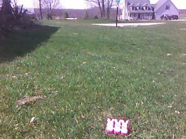 пасха 13-ое, пасхальная пила, зефирные зайцы отец заложники, зефир зайцы мучил убивал папа, сын домой на пасху