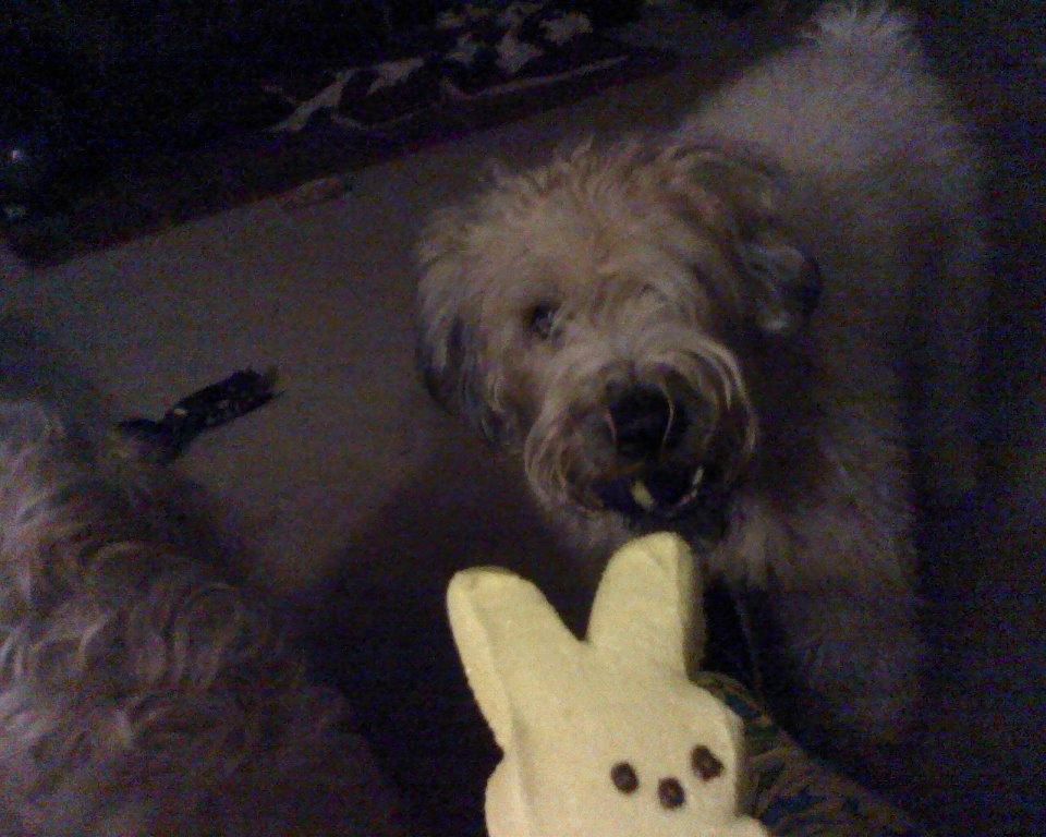 пасха 13-ое, пасхальная пила, зефирные зайцы отец заложники, зефир зайцы мучил убивал папа, сын домой на пасху