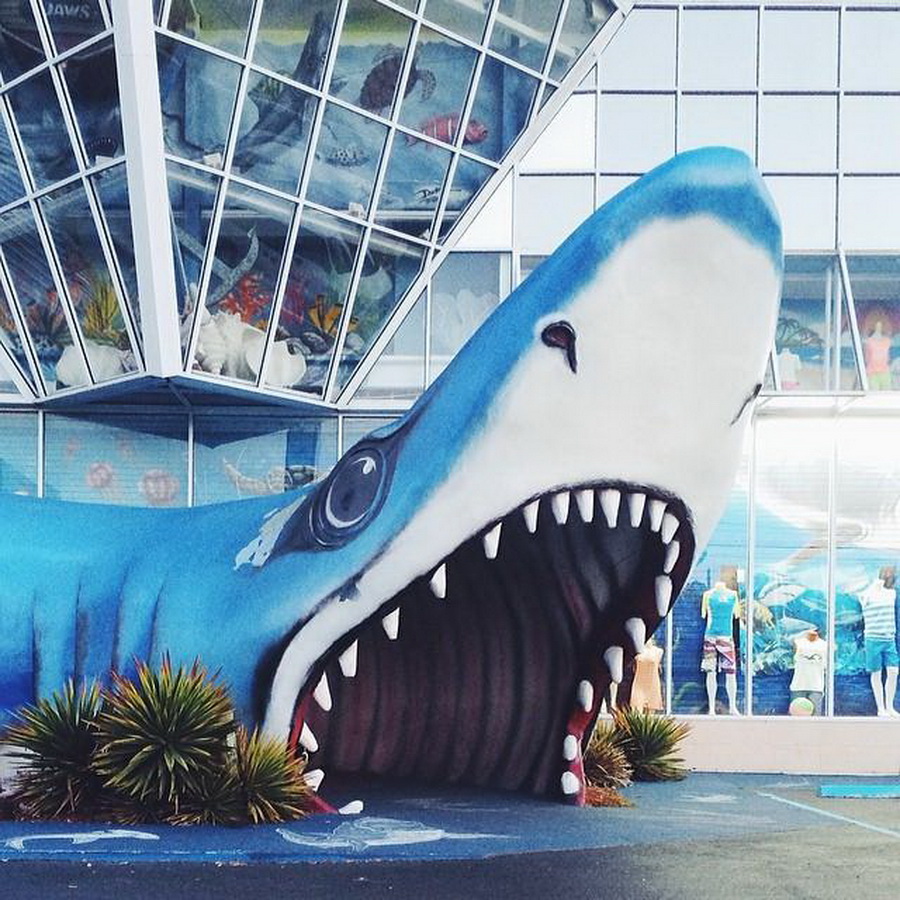 найдите Момо, пес играть в прятки, незаметный пес, Эндрю Кнаппа, Andrew Knapp