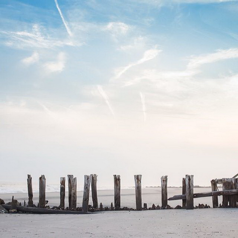 найдите Момо, пес играть в прятки, незаметный пес, Эндрю Кнаппа, Andrew Knapp