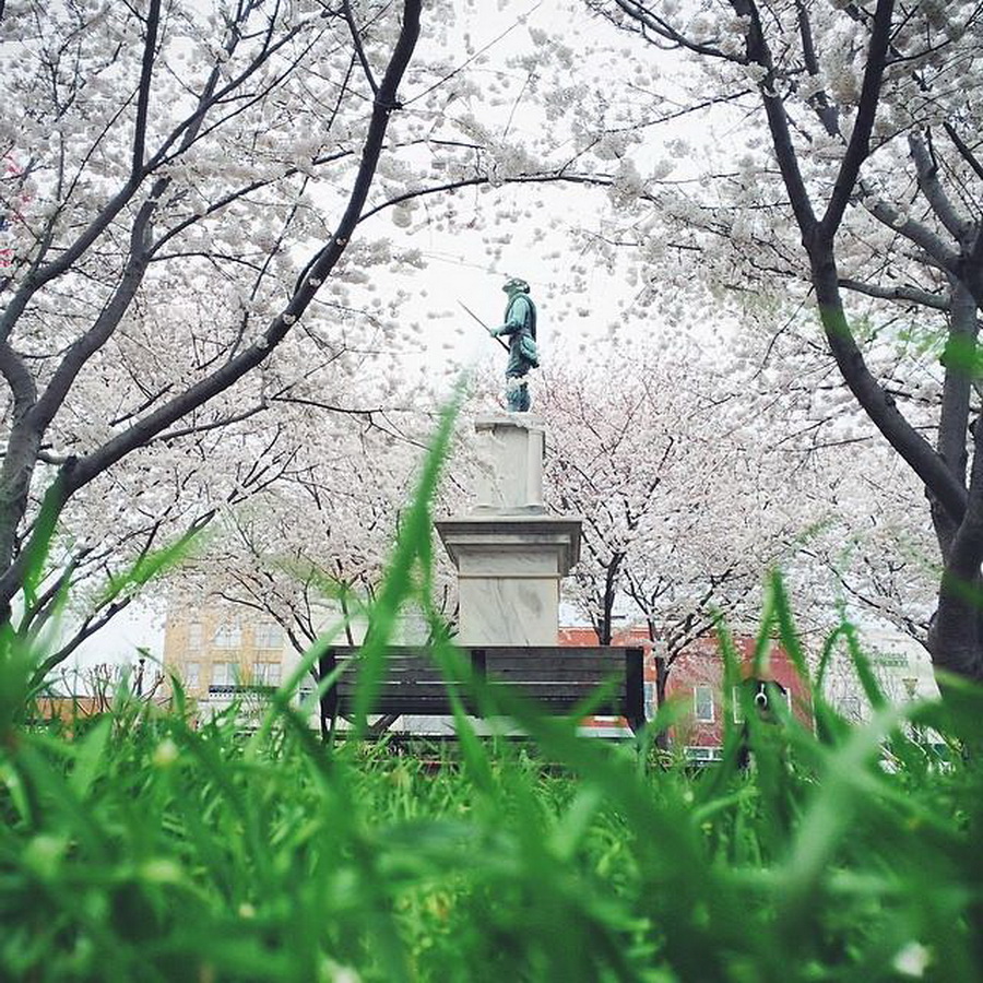 найдите Момо, пес играть в прятки, незаметный пес, Эндрю Кнаппа, Andrew Knapp