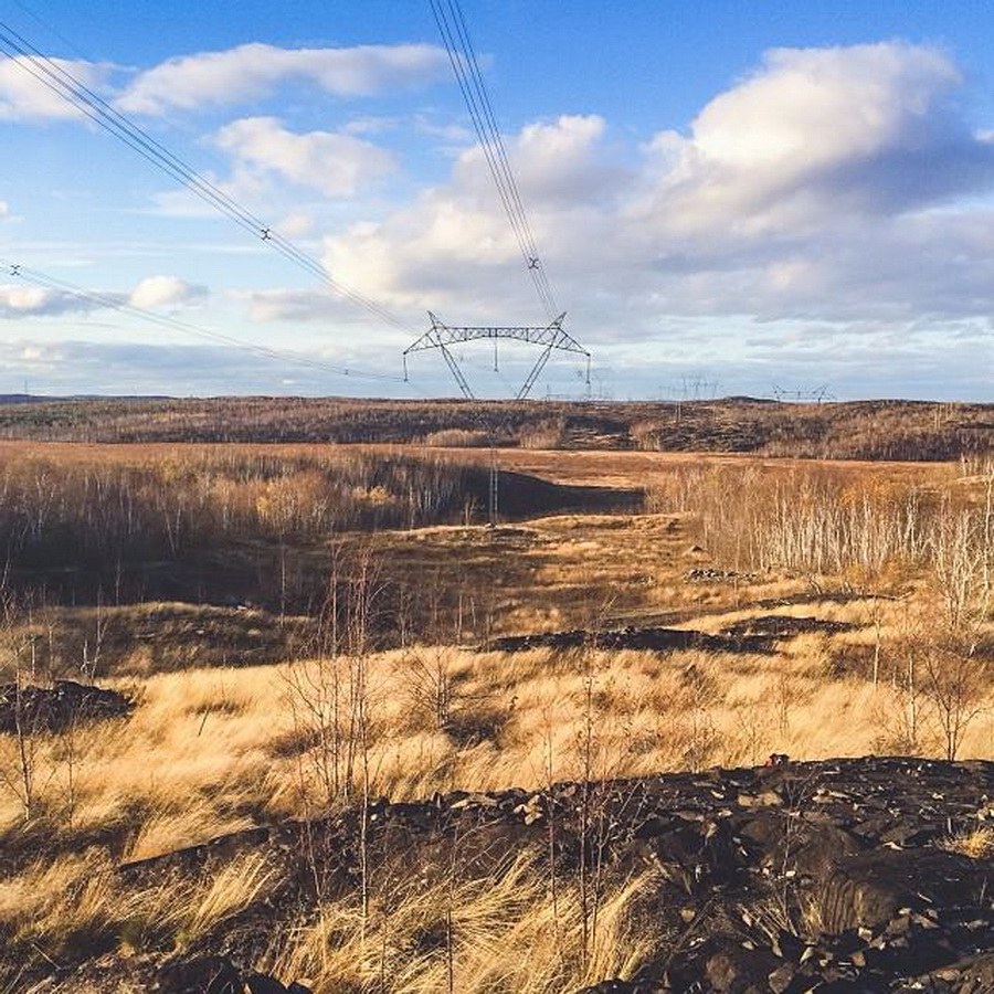 найдите Момо, пес играть в прятки, незаметный пес, Эндрю Кнаппа, Andrew Knapp