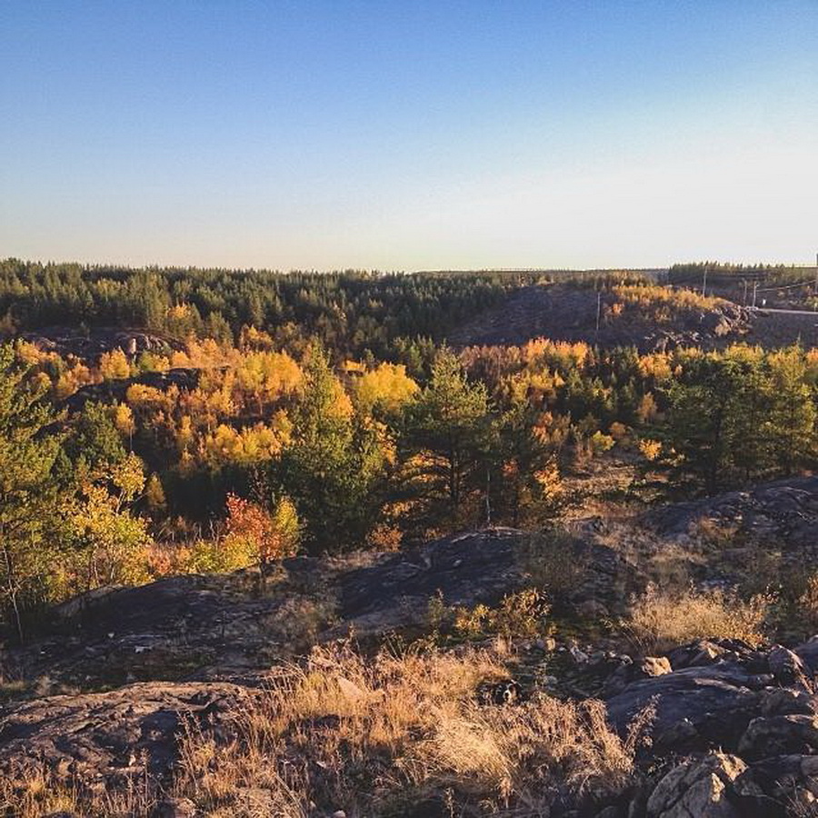 найдите Момо, пес играть в прятки, незаметный пес, Эндрю Кнаппа, Andrew Knapp