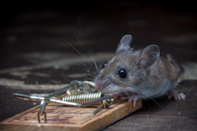 Мышь против мышеловки в фотографиях Пола Тёртона