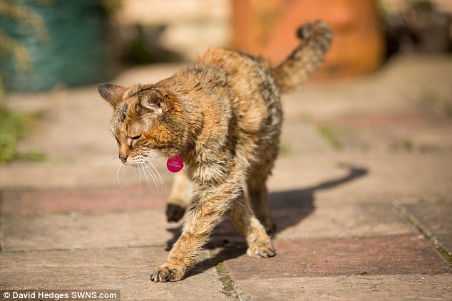 Поппи кошка, Poppy, самая старая кошка в мире, книга рекордов Гиннеса