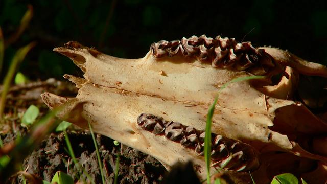 безжалостные жертвоприношения, самые жестокие жертвоприношения в истории 