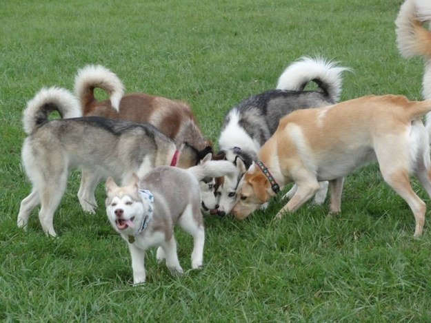 30 собак, с которыми ты точно хотел бы познакомиться смешные собаки, собаки хотел бы познакомиться