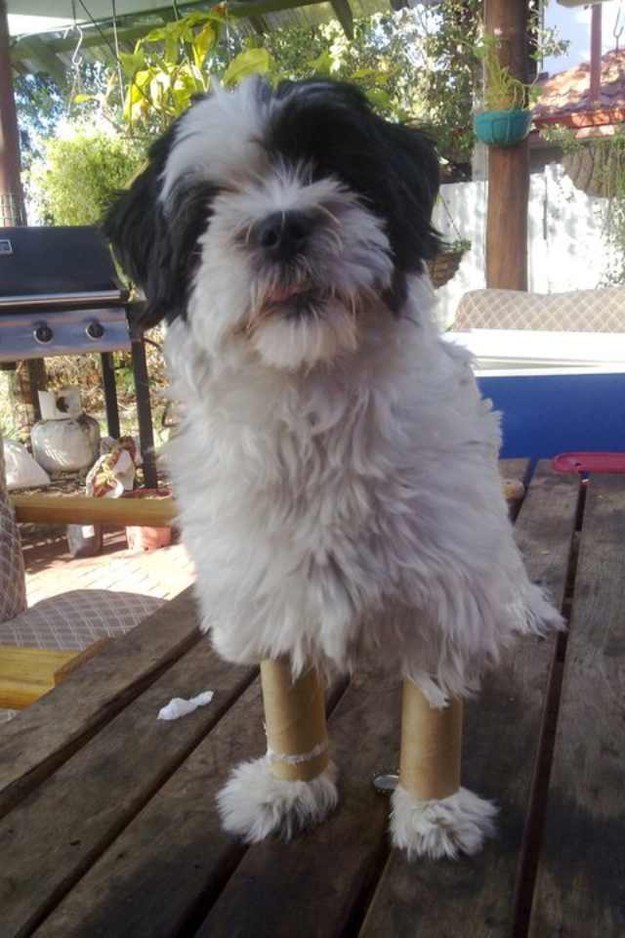 30 собак, с которыми ты точно хотел бы познакомиться смешные собаки, собаки хотел бы познакомиться