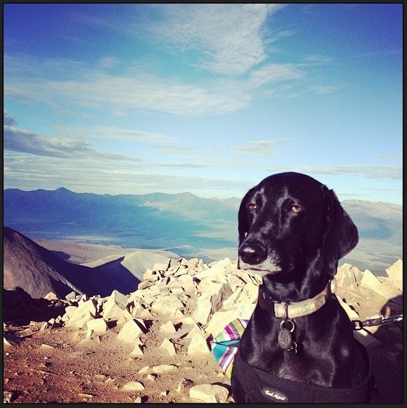 30 собак, с которыми ты точно хотел бы познакомиться смешные собаки, собаки хотел бы познакомиться