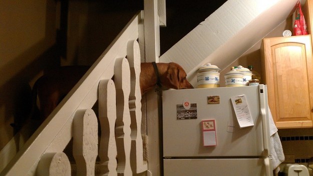 30 собак, с которыми ты точно хотел бы познакомиться смешные собаки, собаки хотел бы познакомиться