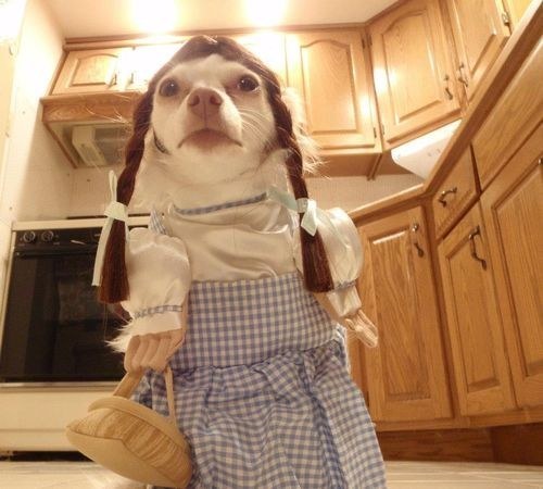 30 собак, с которыми ты точно хотел бы познакомиться смешные собаки, собаки хотел бы познакомиться