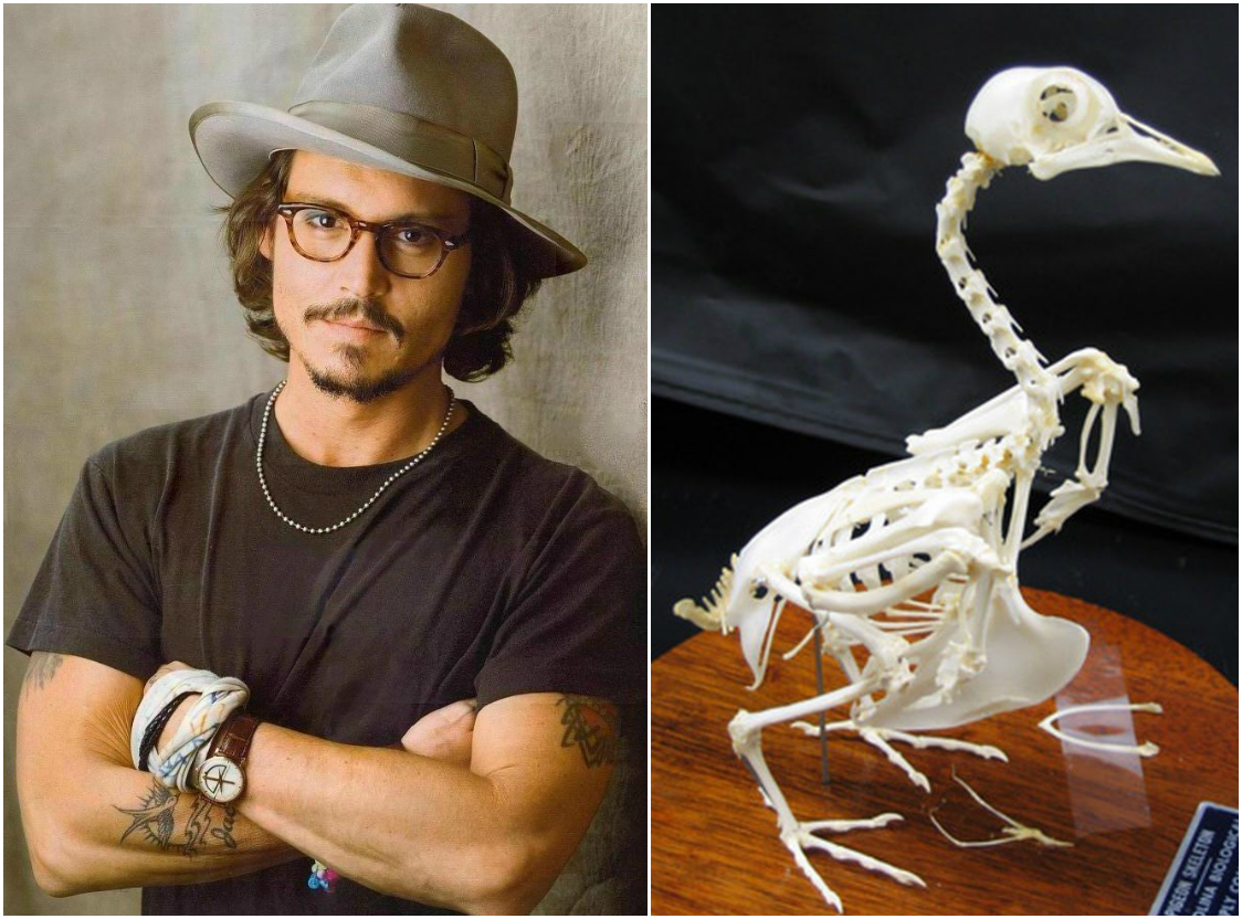 странные коллекции знаменитостей, коллекционеры знаменитости