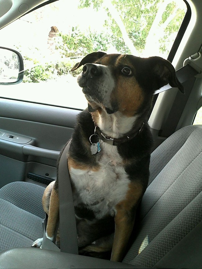 животные у ветеринара, кошка собака боится ветеринара, спрятался у ветеринара