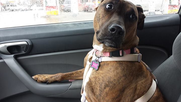 животные у ветеринара, кошка собака боится ветеринара, спрятался у ветеринара