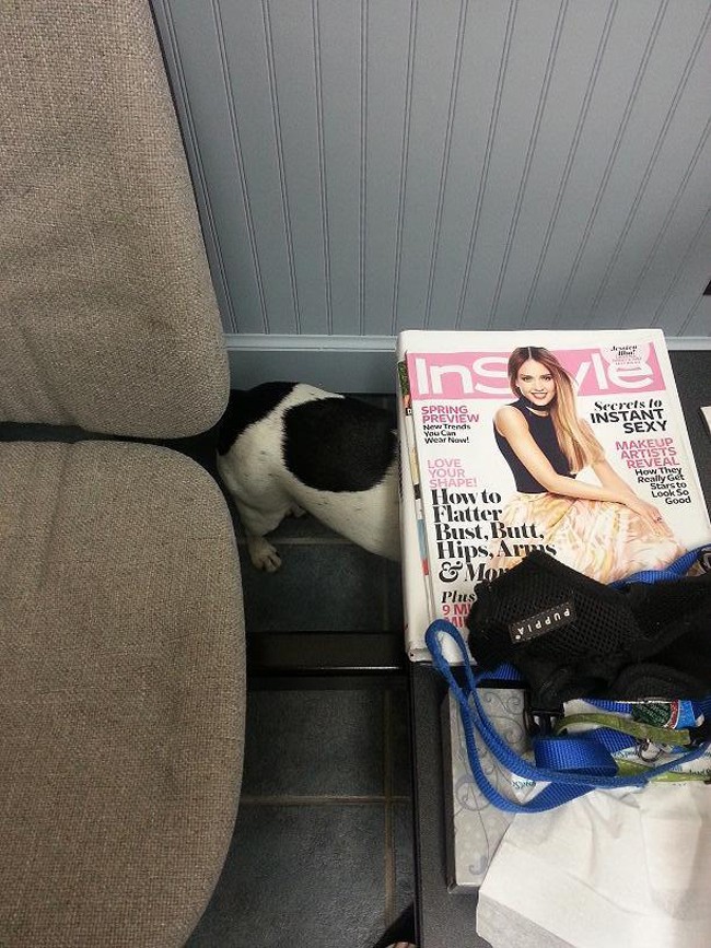 животные у ветеринара, кошка собака боится ветеринара, спрятался у ветеринара