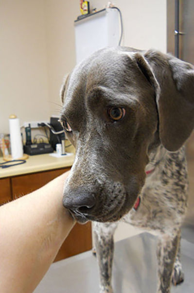 животные у ветеринара, кошка собака боится ветеринара, спрятался у ветеринара