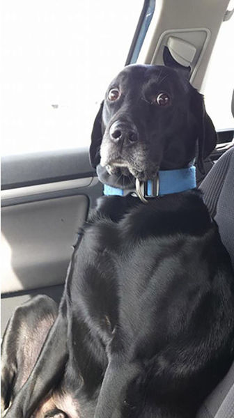 животные у ветеринара, кошка собака боится ветеринара, спрятался у ветеринара