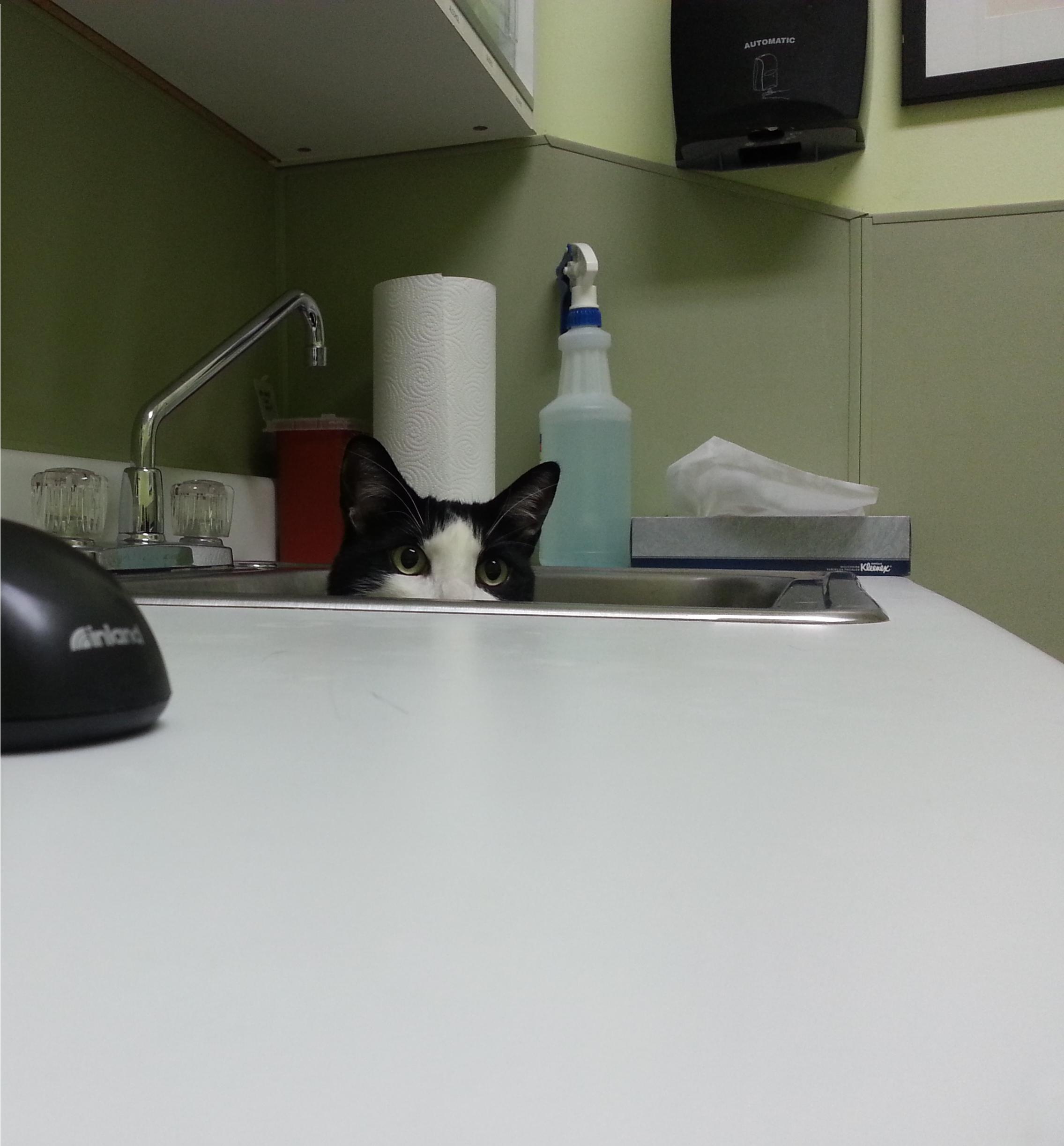 животные у ветеринара, кошка собака боится ветеринара, спрятался у ветеринара