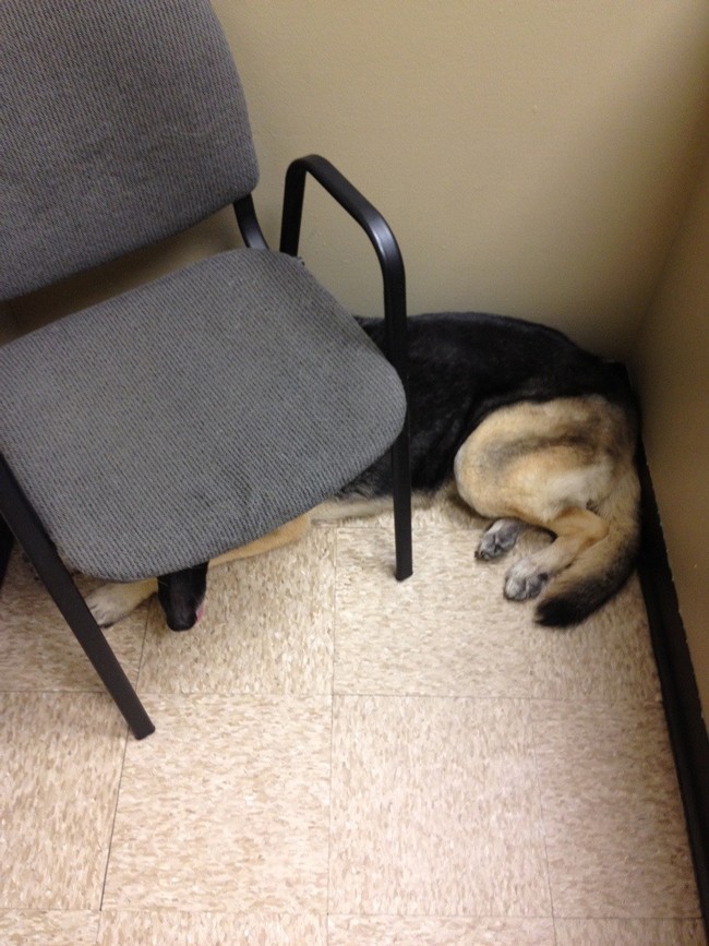 животные у ветеринара, кошка собака боится ветеринара, спрятался у ветеринара