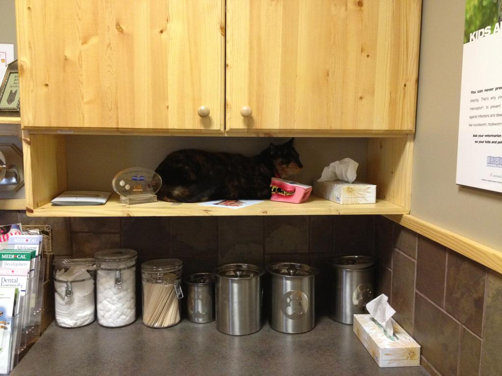 животные у ветеринара, кошка собака боится ветеринара, спрятался у ветеринара