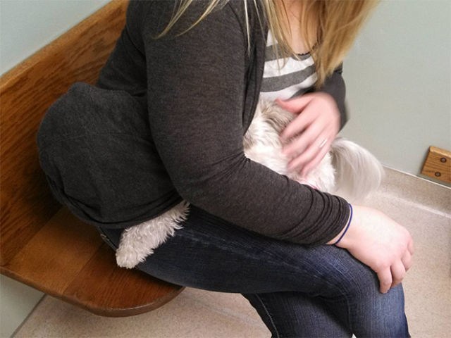 животные у ветеринара, кошка собака боится ветеринара, спрятался у ветеринара