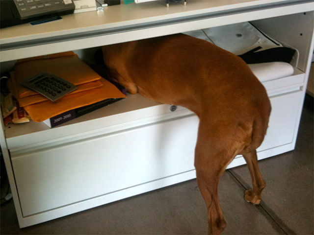 животные у ветеринара, кошка собака боится ветеринара, спрятался у ветеринара