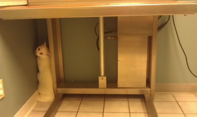 животные у ветеринара, кошка собака боится ветеринара, спрятался у ветеринара