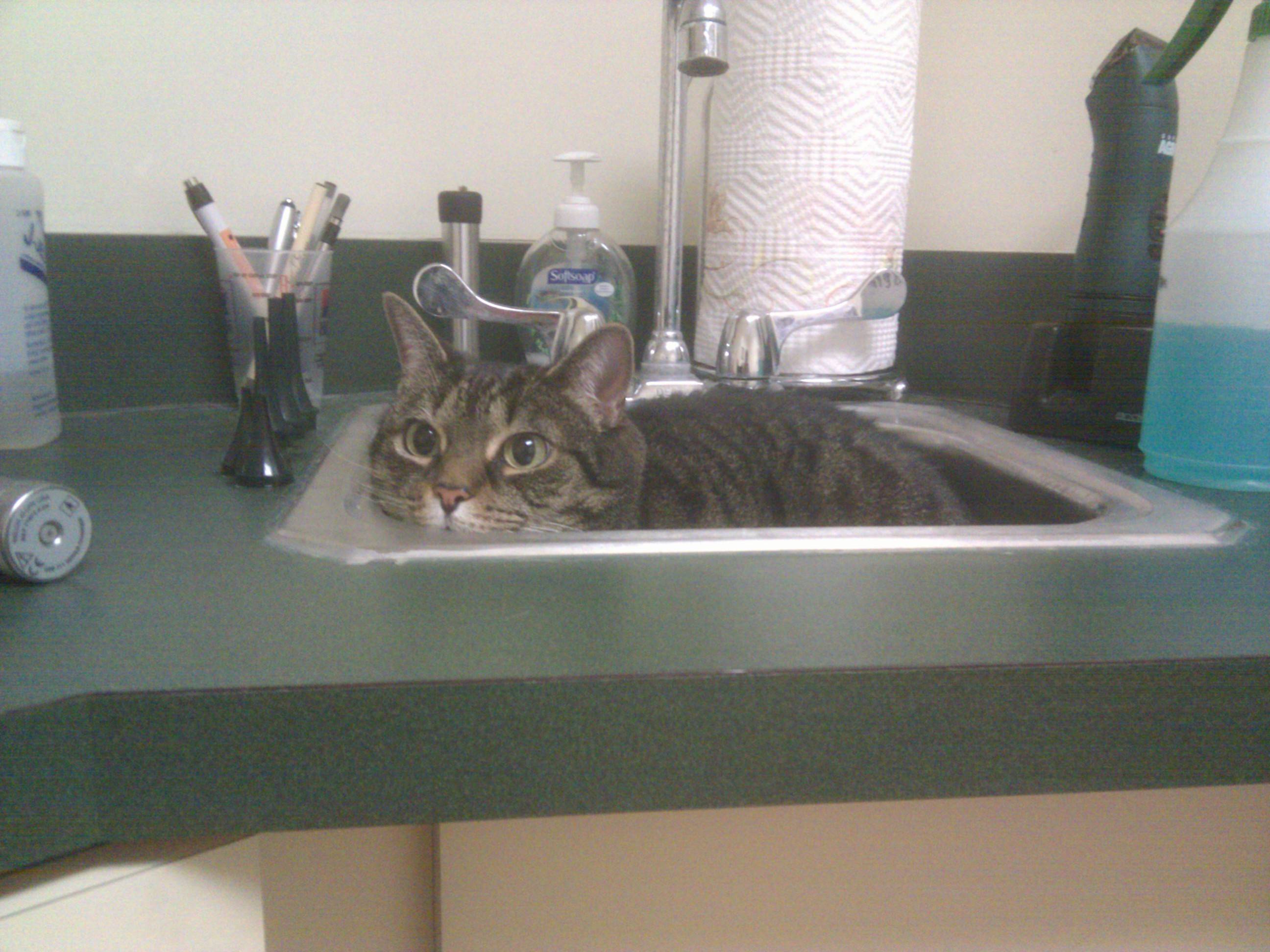 животные у ветеринара, кошка собака боится ветеринара, спрятался у ветеринара